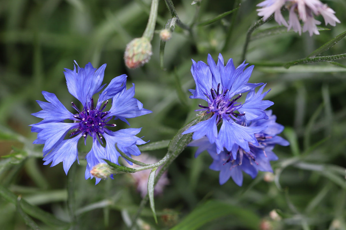 Image of Centaurea cyanus specimen.