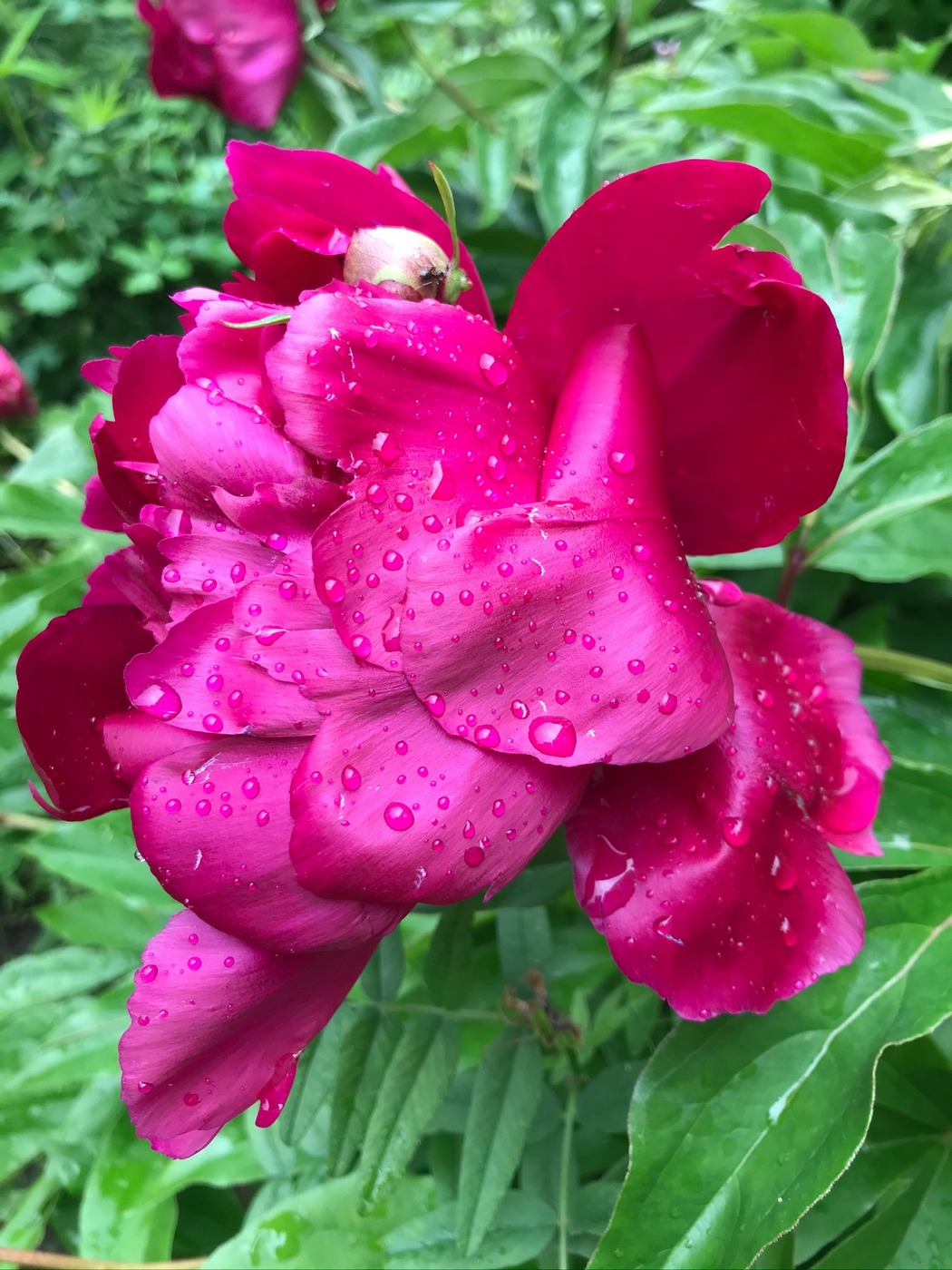 Image of Paeonia lactiflora specimen.