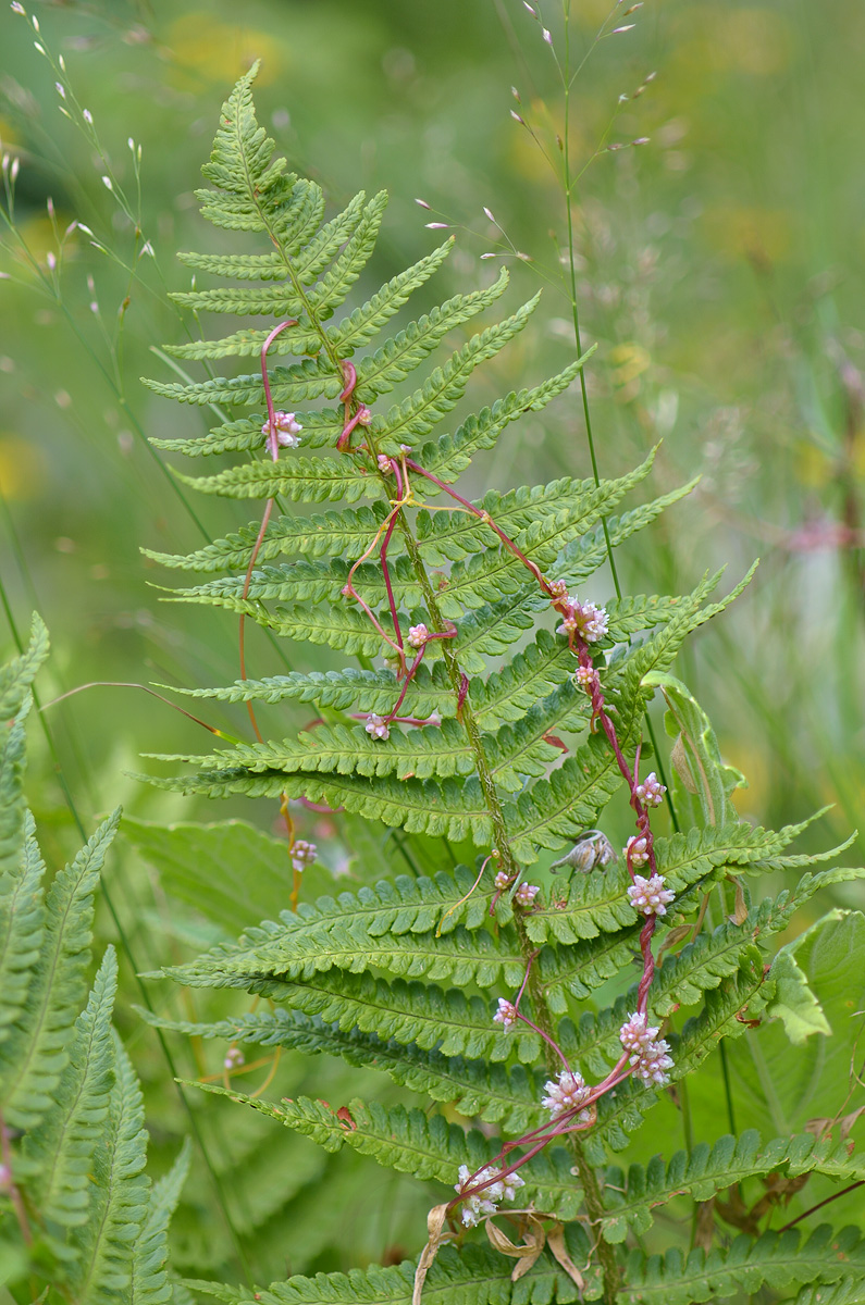 Image of Cuscuta europaea specimen.