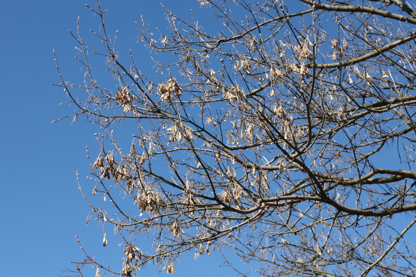 Image of Acer negundo specimen.