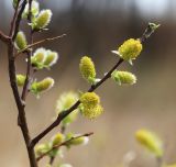 Salix bebbiana. Ветвь с мужскими соцветиями. Приморский край, Уссурийский ГО, окр. с. Утёсное, на сыром лугу у опушки дубового леса. 28.04.2022.