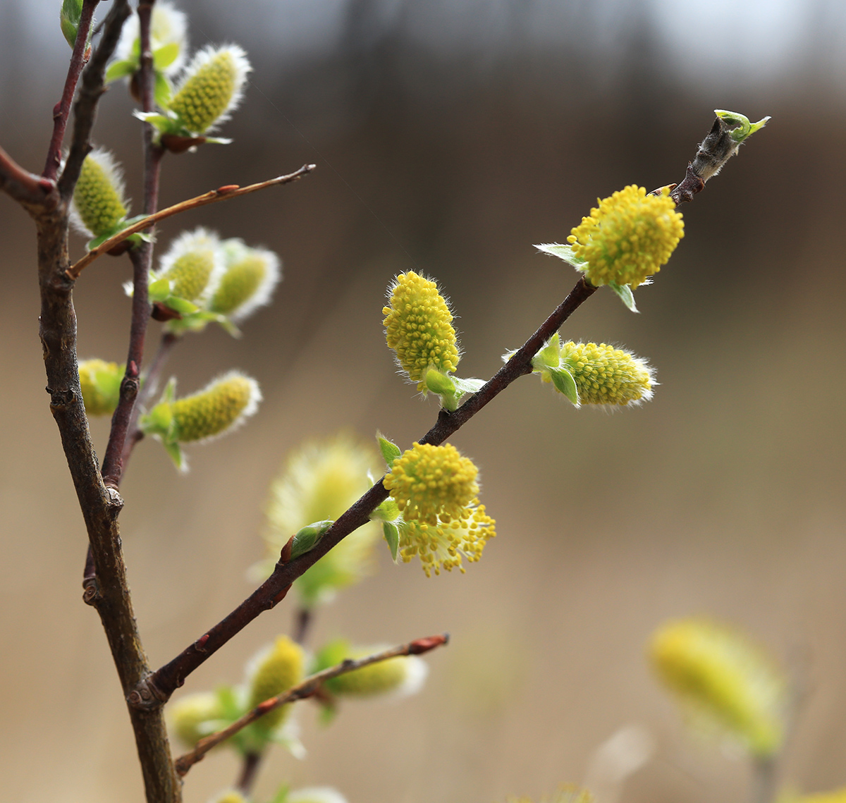 Image of Salix bebbiana specimen.