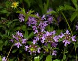 genus Thymus. Верхушки побегов с соцветиями. Республика Алтай, Чемальский р-н, берег р. Катунь, каменистый луг. 27.06.2010.
