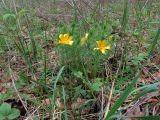 Adonis vernalis