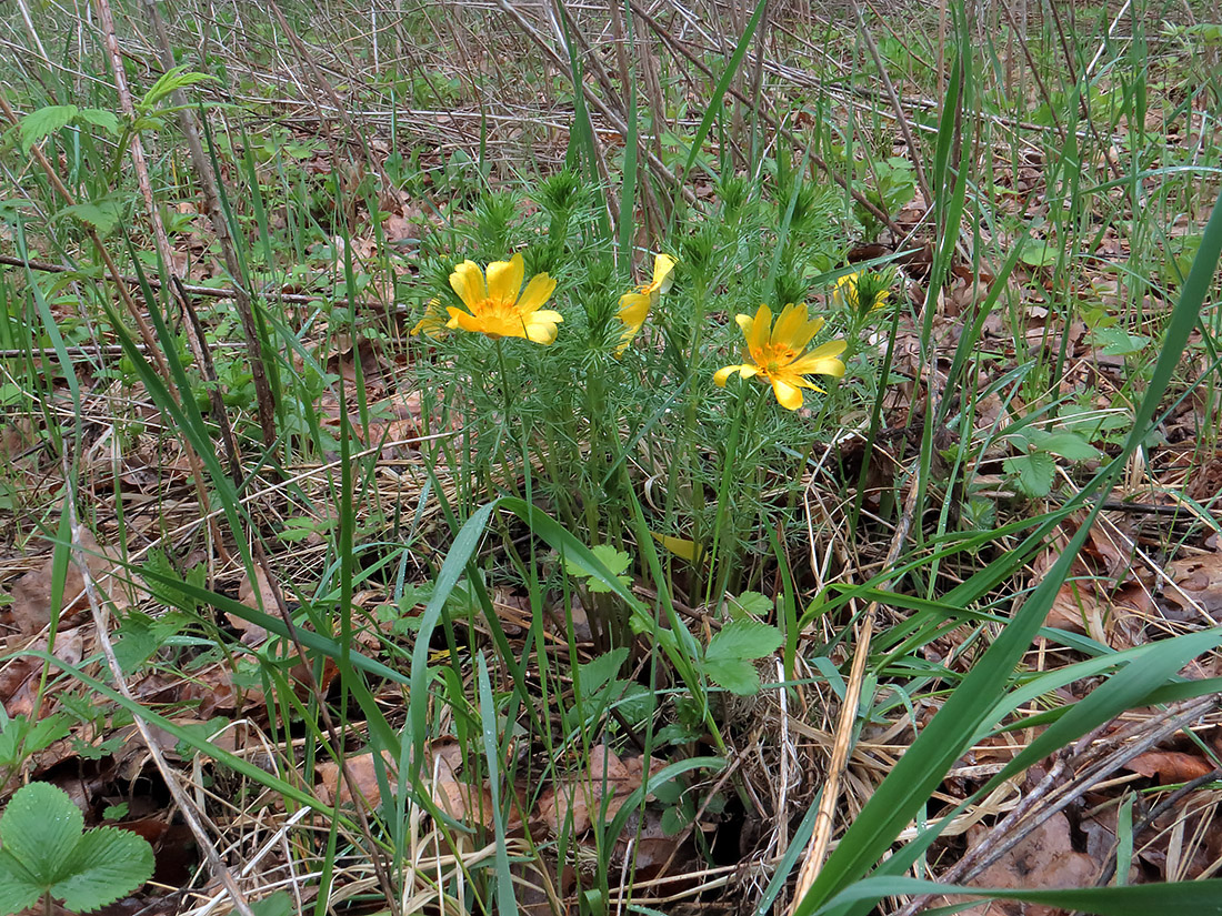 Изображение особи Adonis vernalis.