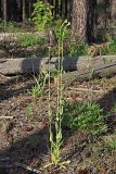 Turritis glabra