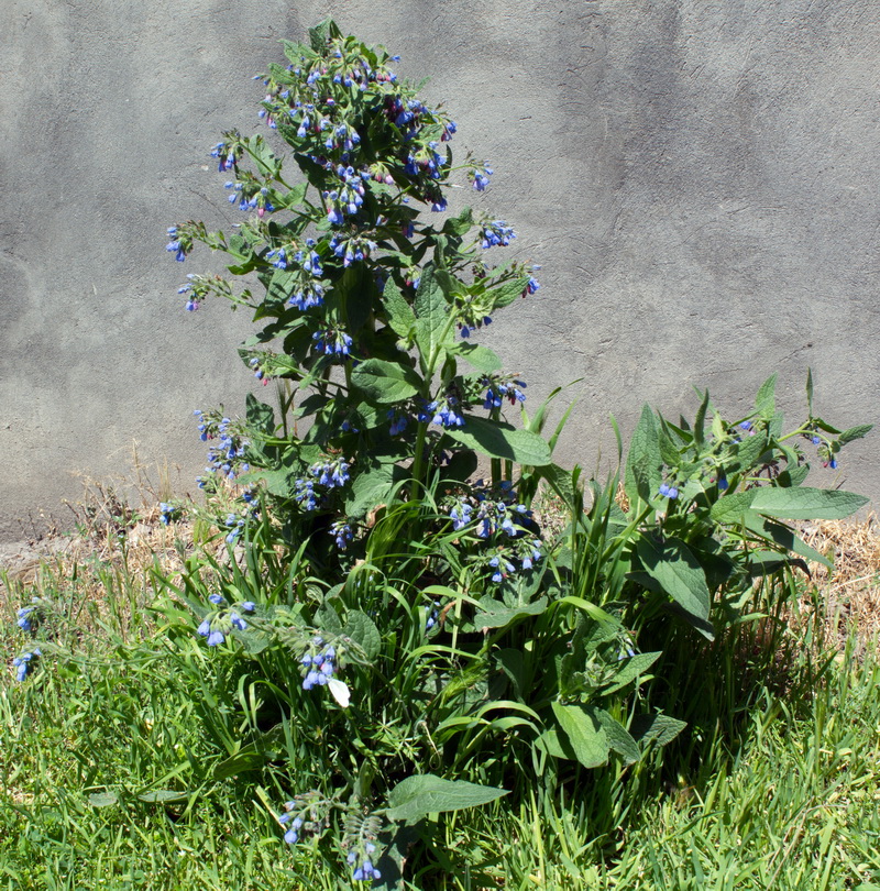 Изображение особи Symphytum caucasicum.