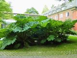 Gunnera manicata. Цветущее растение. ФРГ, земля Северный Рейн-Вестфалия, г. Мюнстер, ботанический сад Вестфальского университета. Июль.