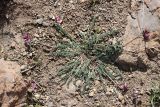 Oxytropis lasiocarpa
