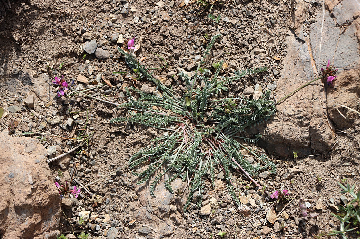 Изображение особи Oxytropis lasiocarpa.