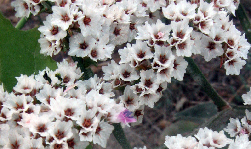 Image of Goniolimon dschungaricum specimen.