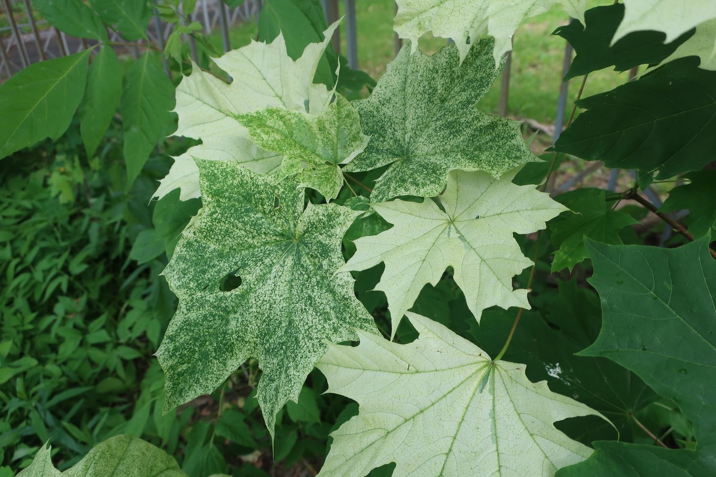 Image of Acer platanoides specimen.