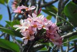 genus Plumeria. Соцветие с цветками и бутонами. Папуа Новая Гвинея, регион Момасе, провинция Маданг, окр. г. Маданг. 25.08.2009.