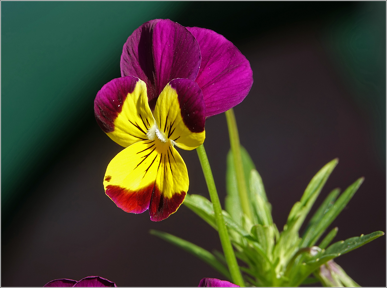 Image of Viola wittrockiana specimen.