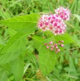 Spiraea japonica