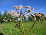 Angelica sylvestris