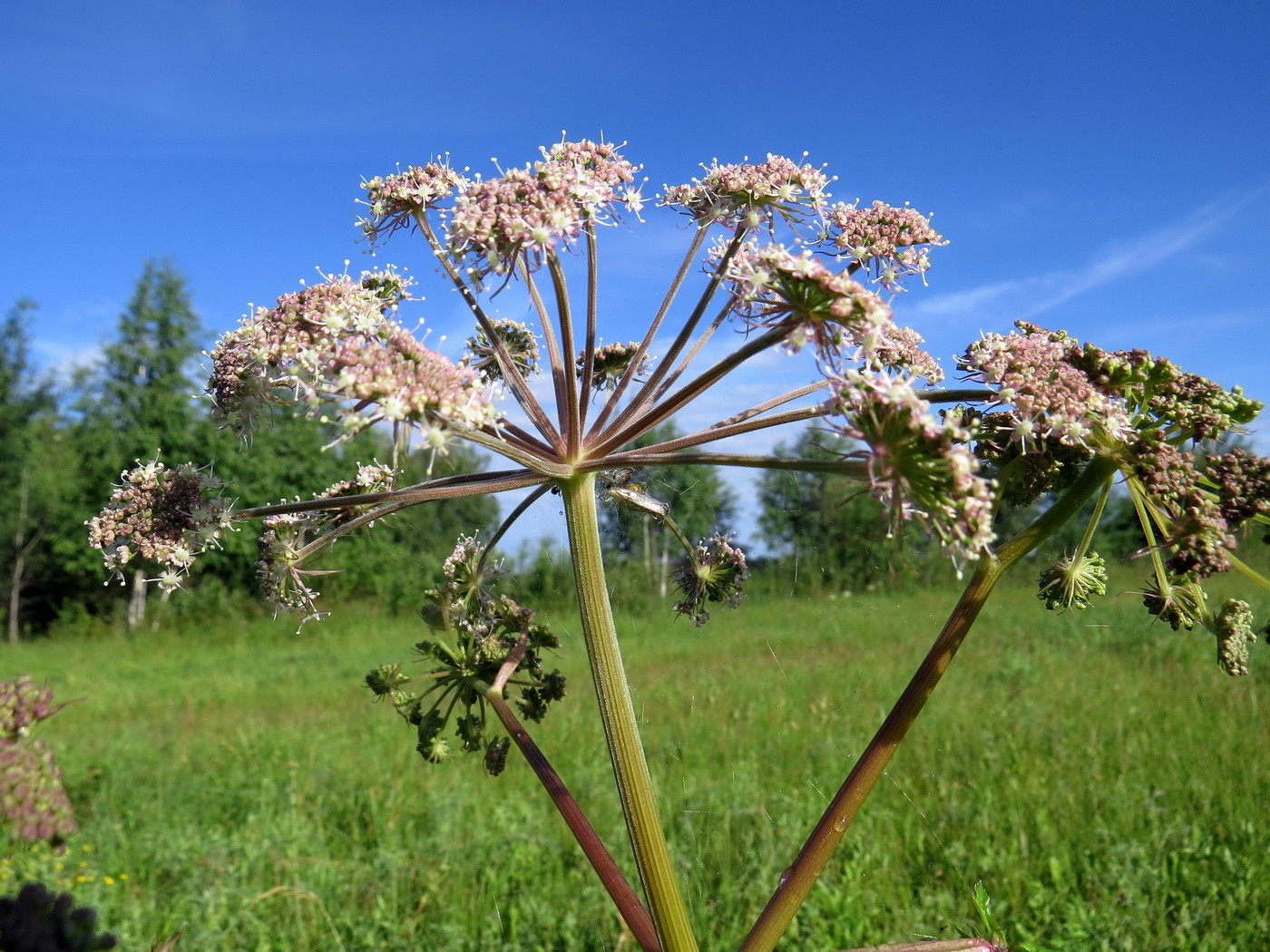 Image of Angelica sylvestris specimen.