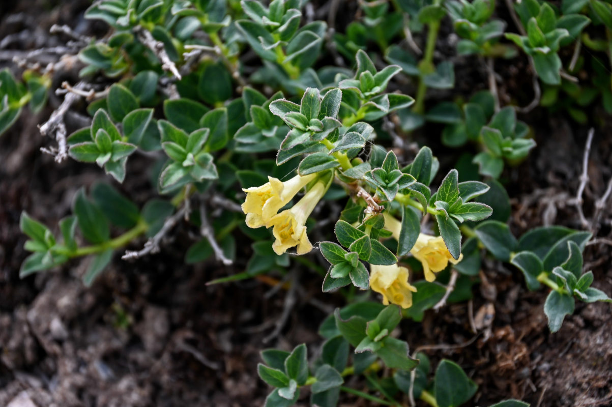 Изображение особи Lonicera semenovii.