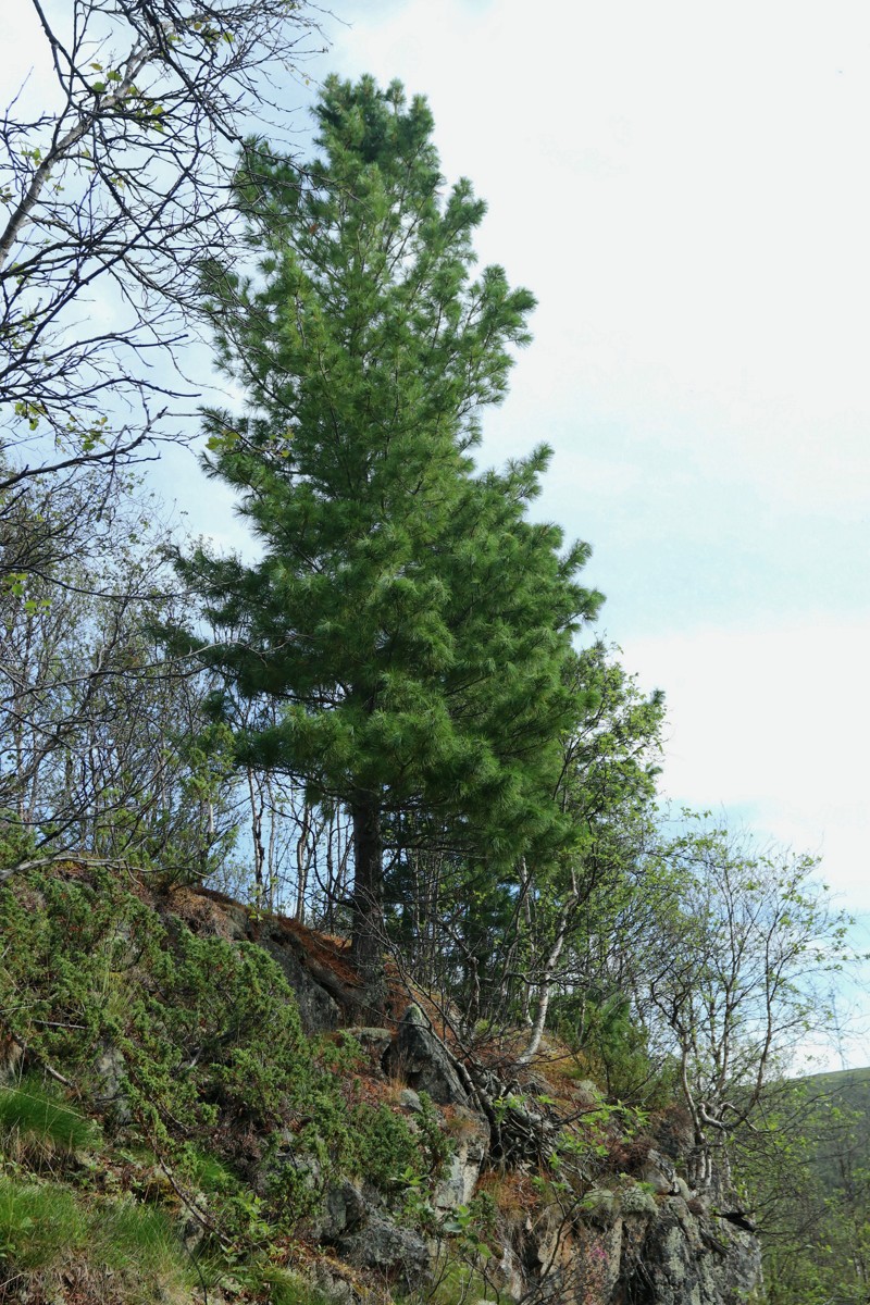 Image of Pinus sibirica specimen.