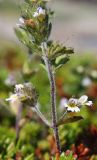 Euphrasia frigida