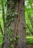 Hedera pastuchovii