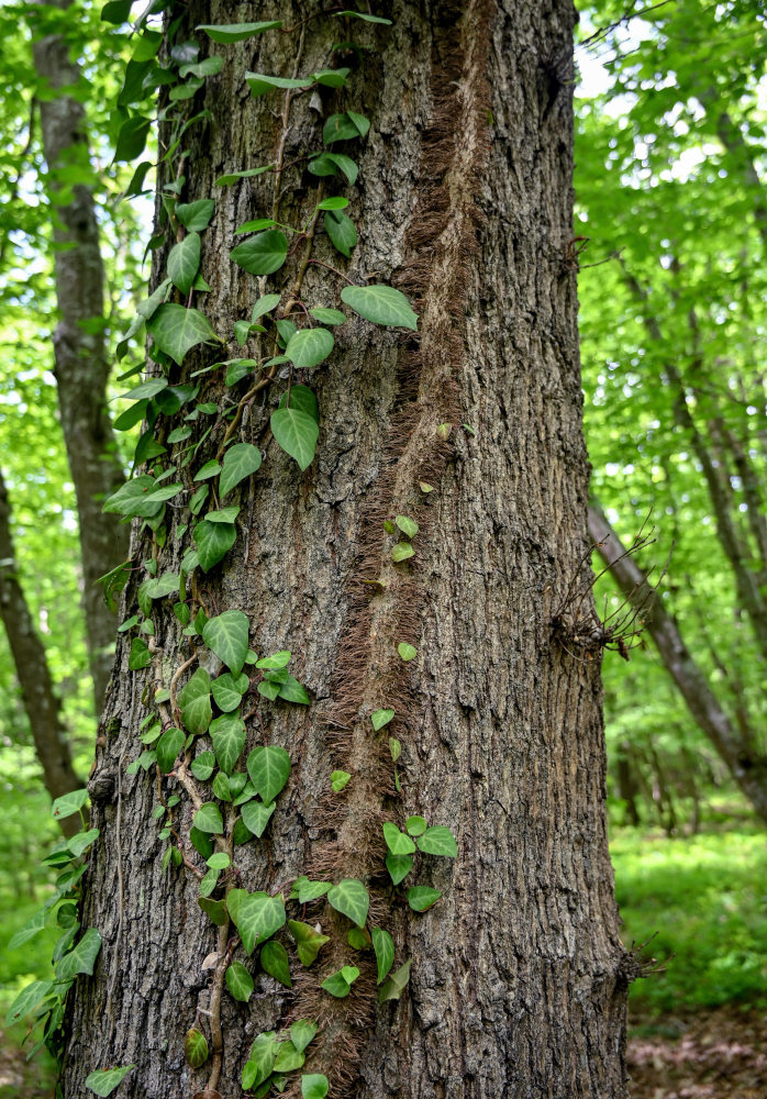 Image of Hedera pastuchovii specimen.