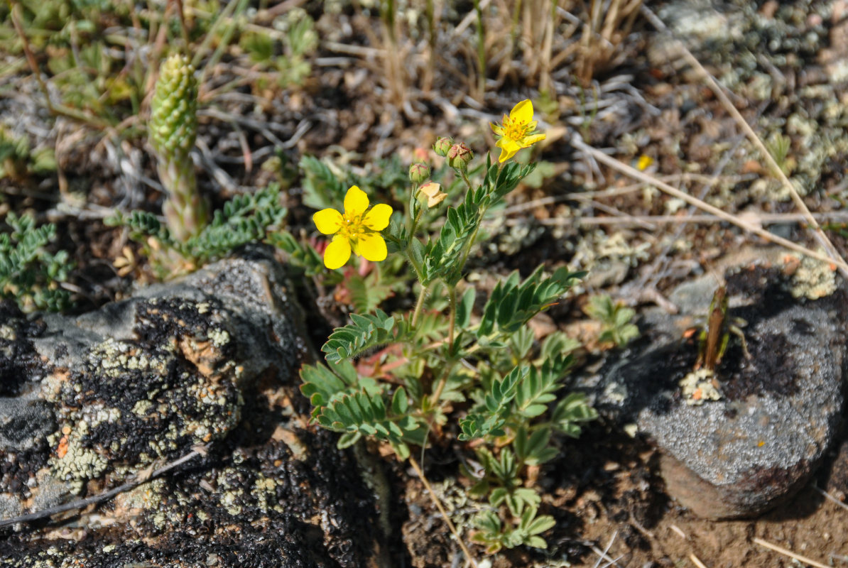 Image of Potentilla bifurca specimen.