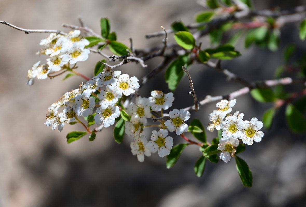 Image of Spiraea pilosa specimen.