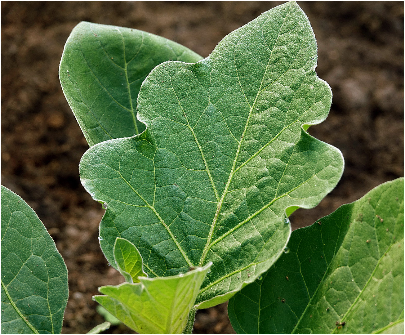 Изображение особи Solanum melongena.