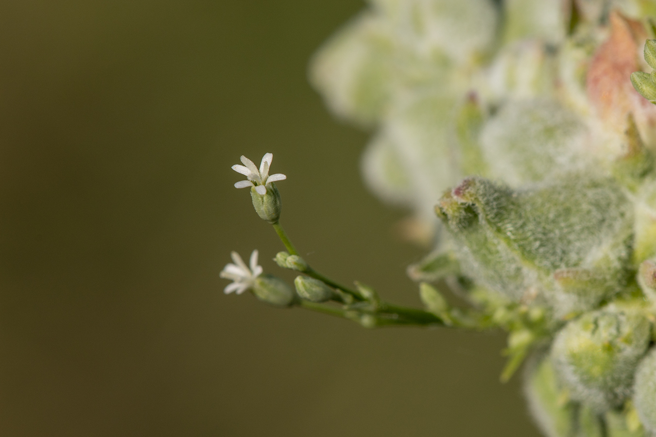 Изображение особи Silene wolgensis.