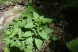 Salvia glutinosa