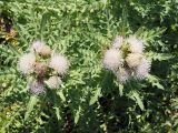 Cirsium roseolum