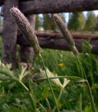 Alopecurus pratensis
