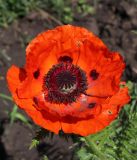 Papaver setiferum