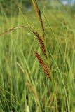 Carex rostrata. Верхушка побега с соплодиями. Карелия, г. Медвежьегорск, берег р. Кумса у устья. 06.08.2022.