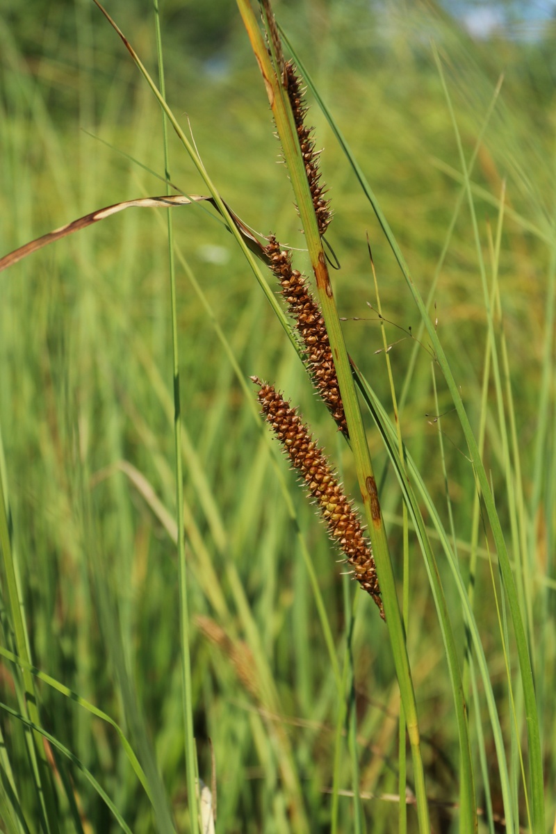 Image of Carex rostrata specimen.