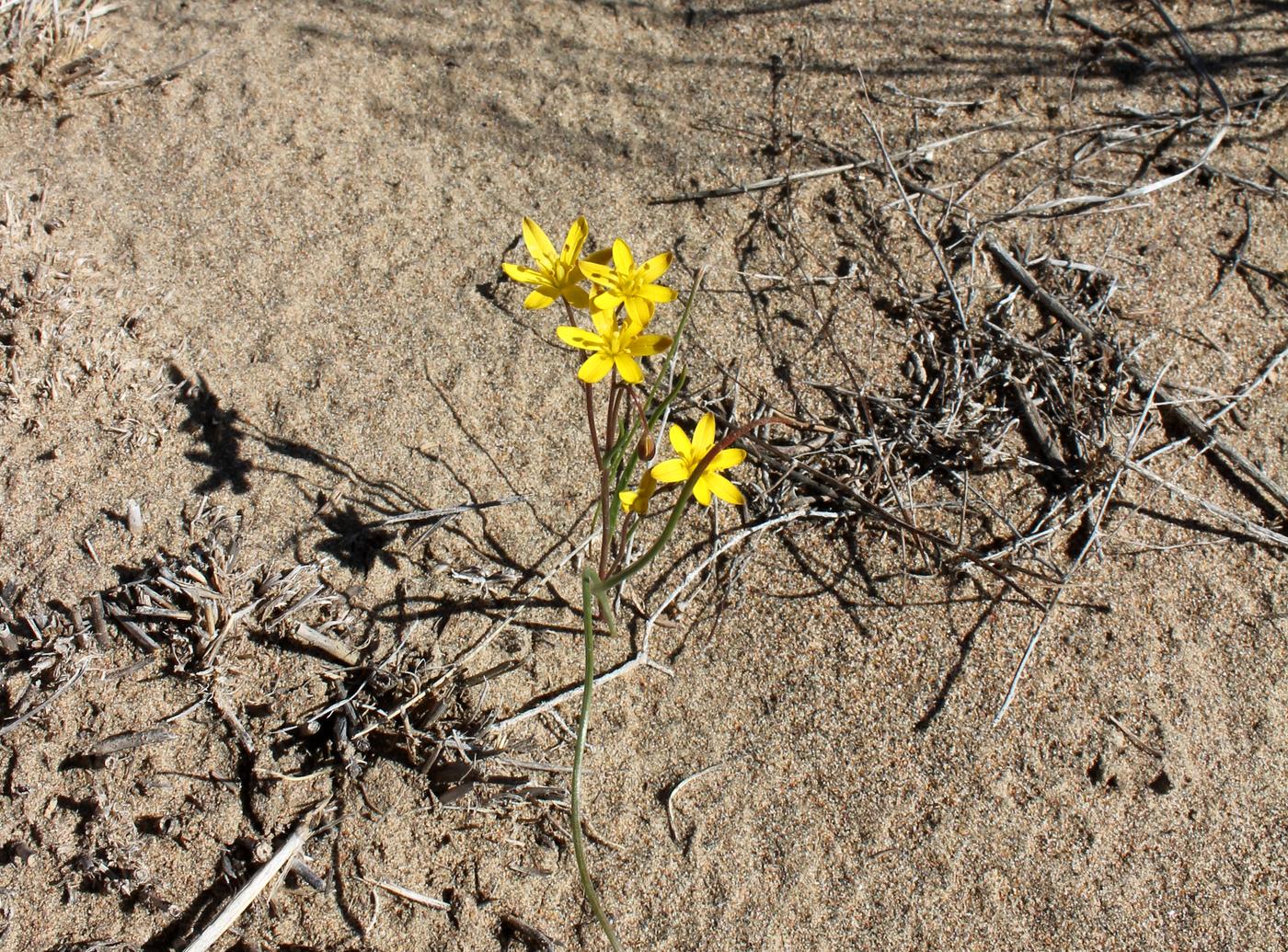 Image of genus Gagea specimen.