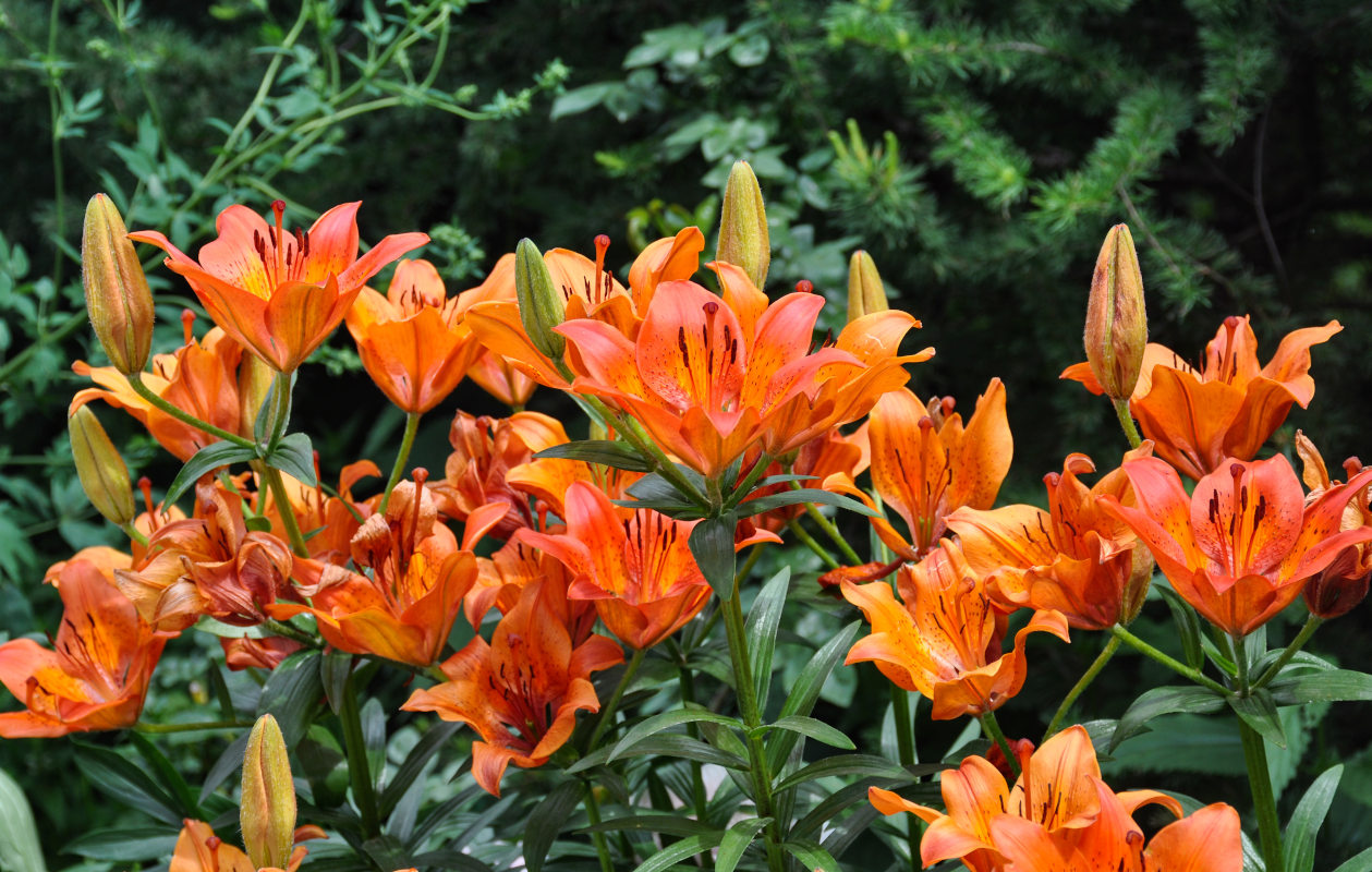 Image of Lilium pensylvanicum specimen.