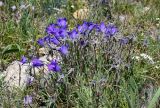 Campanula aucheri