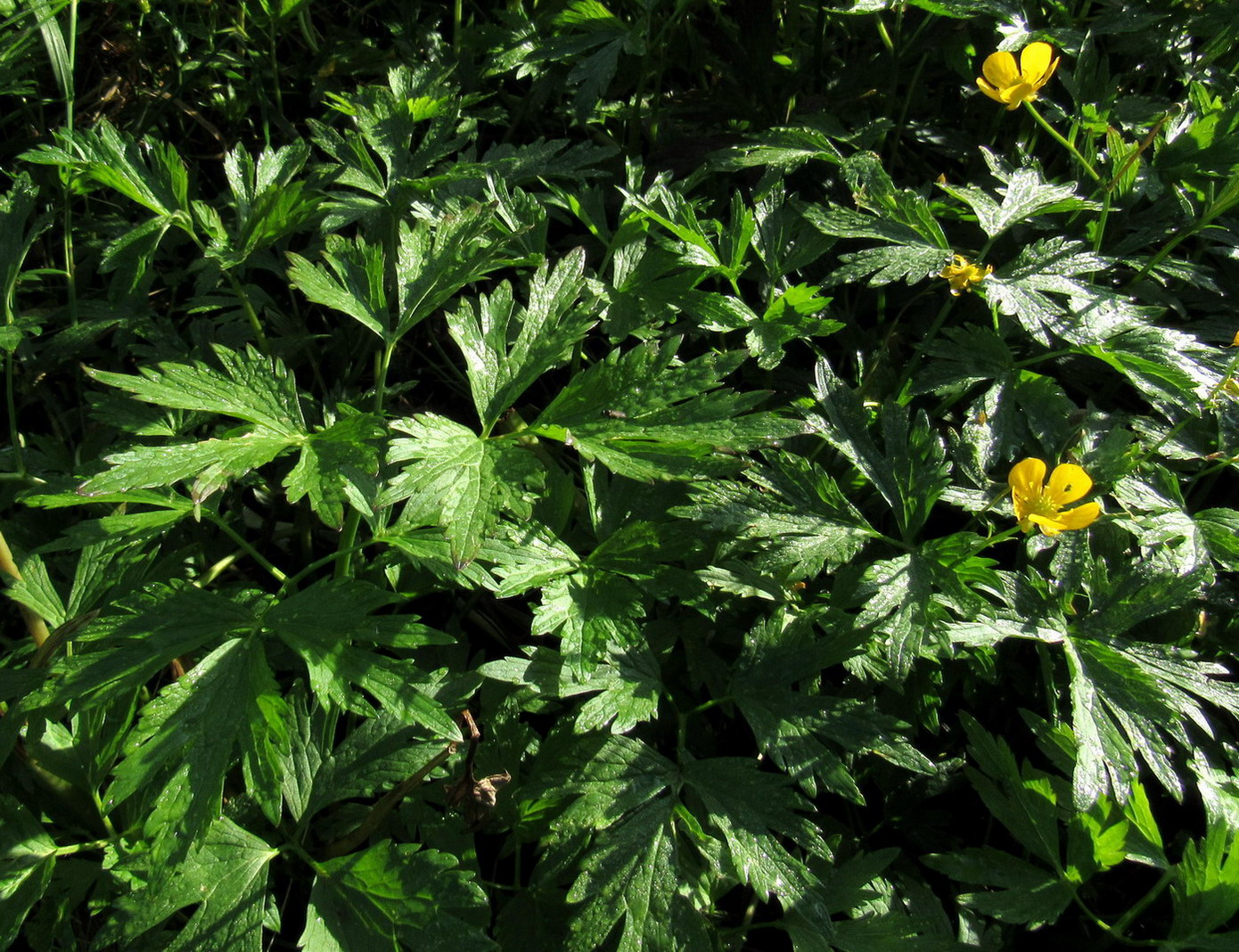 Image of Ranunculus repens specimen.