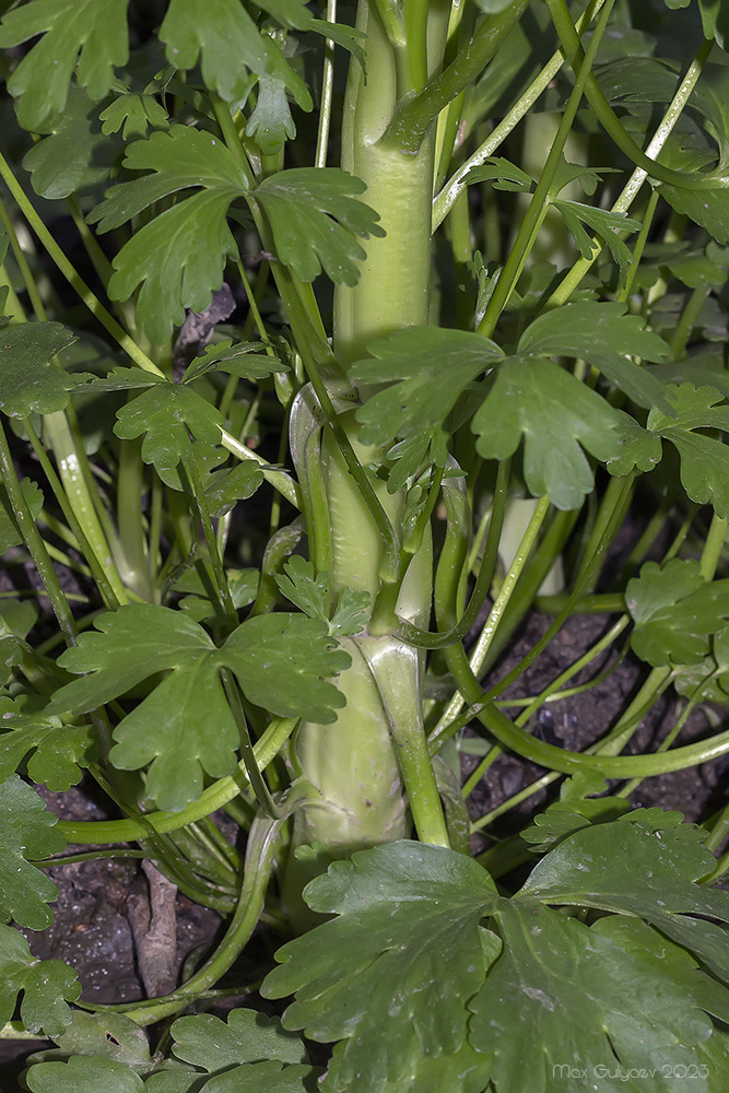 Image of Ranunculus sceleratus specimen.
