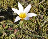 Romulea bulbocodium