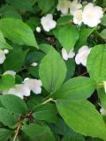 genus Philadelphus