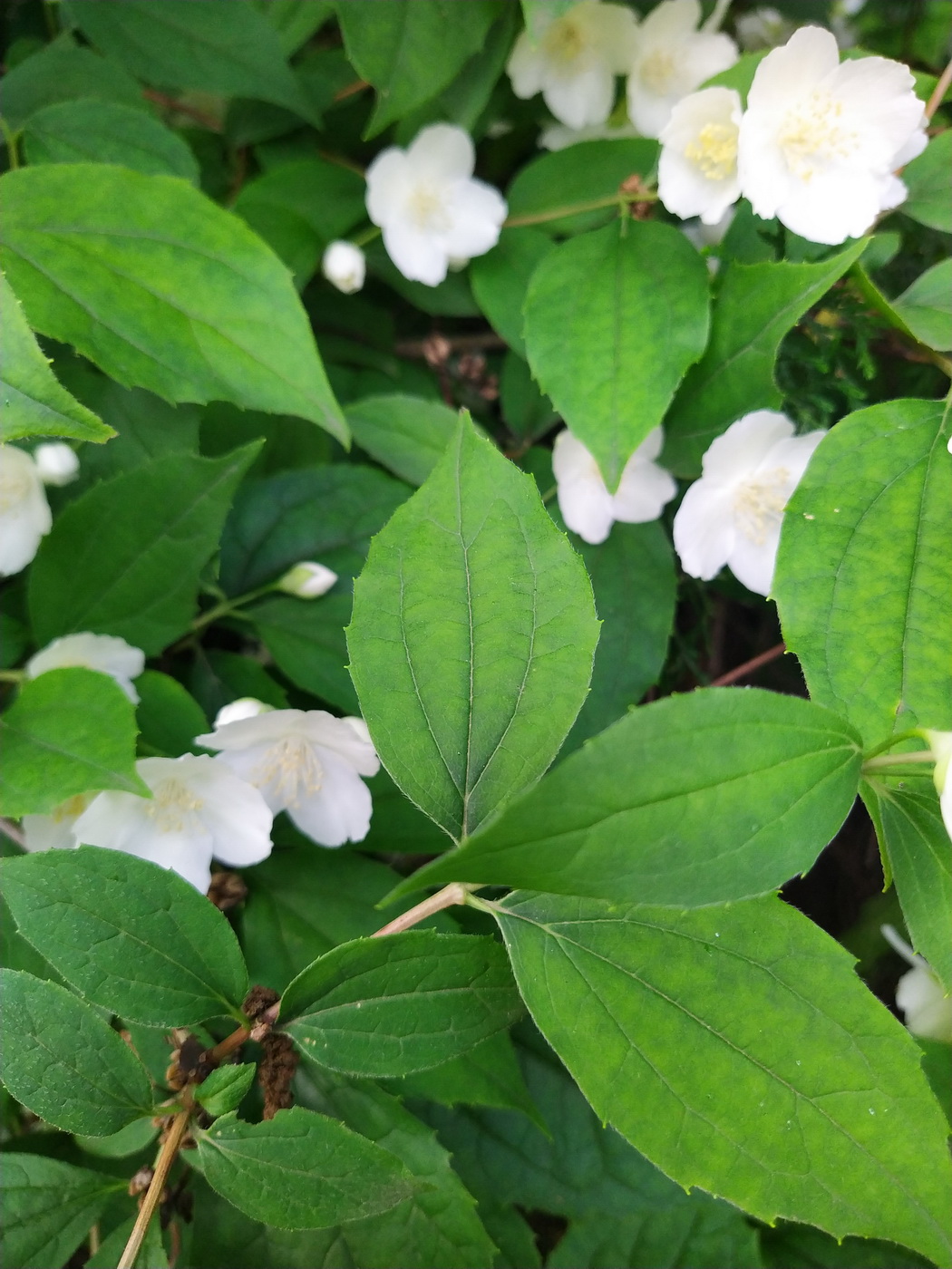 Image of genus Philadelphus specimen.