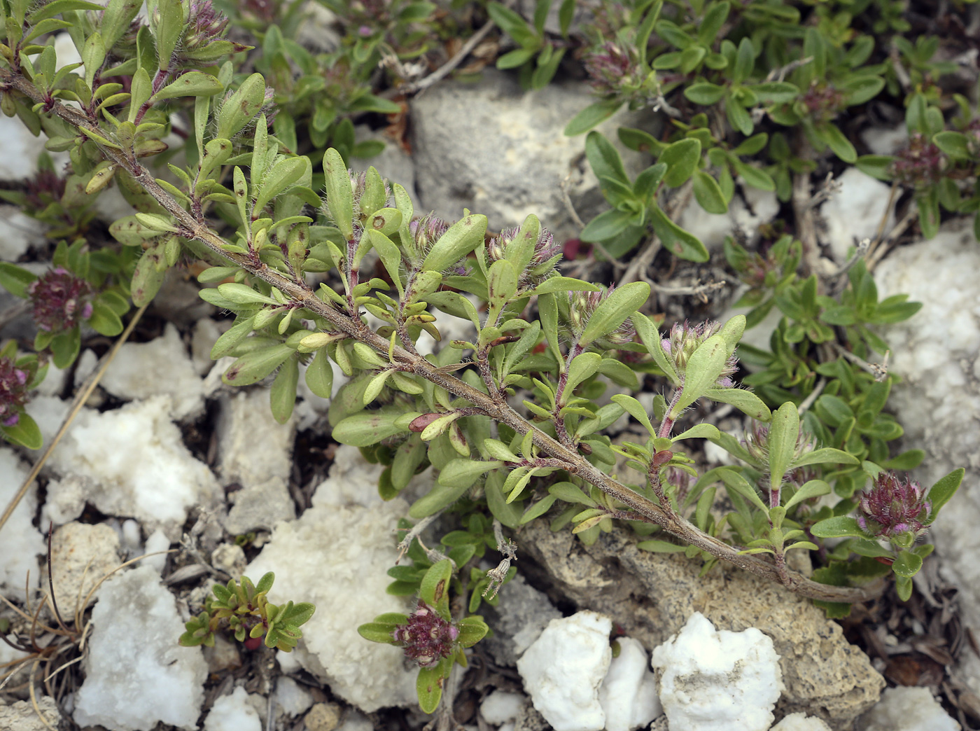 Изображение особи Thymus hirticaulis.