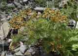 Euphorbia cyparissias. Плодоносящие растения (справа - часть побега Hieracium amplexicaule). Испания, автономное сообщество Каталония, провинция Барселона, комарка Бергеда, муниципалитет Сальдес, подножие горы Педрафорка, окр. смотр. площадки \"Гресолет\", 1557 м н.у.м., подножие осыпи. 11.06.2023.