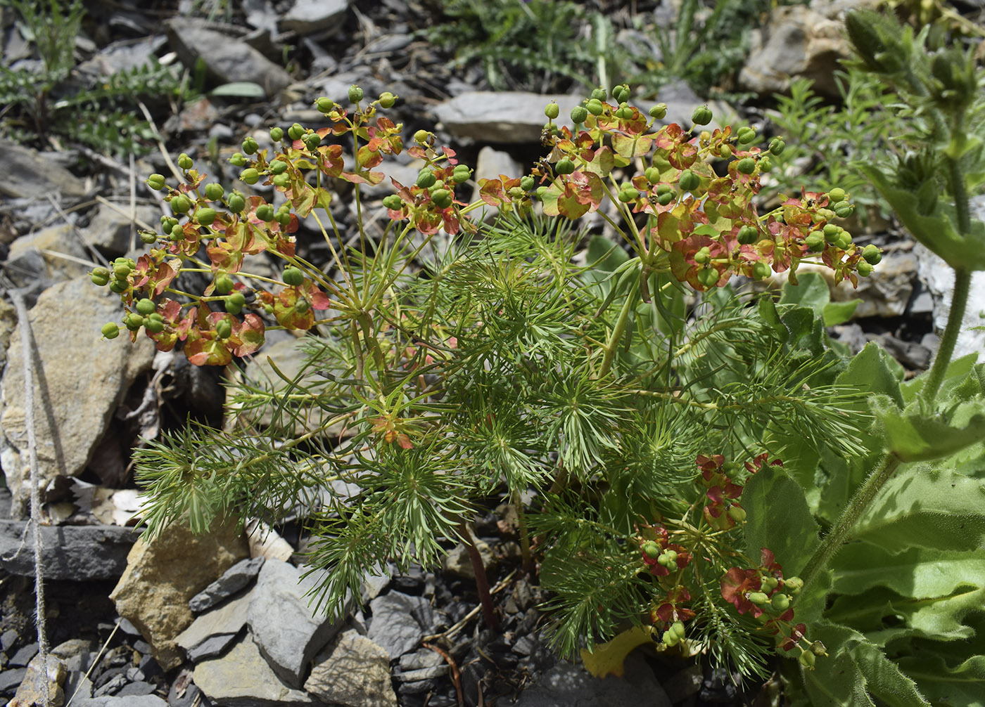 Image of Euphorbia cyparissias specimen.