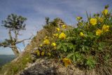 Potentilla