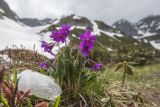 Primula amoena