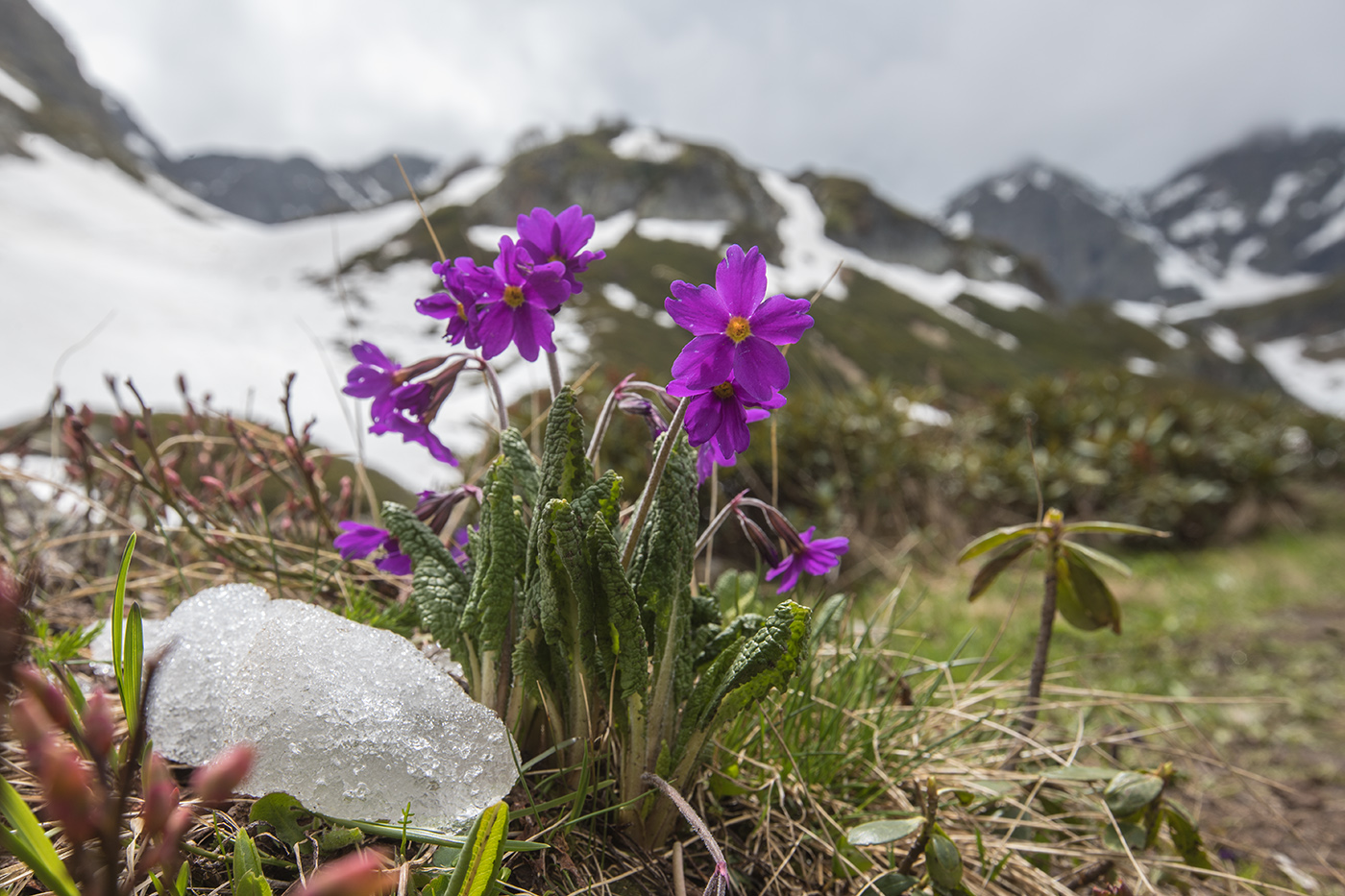 Image of Primula amoena specimen.